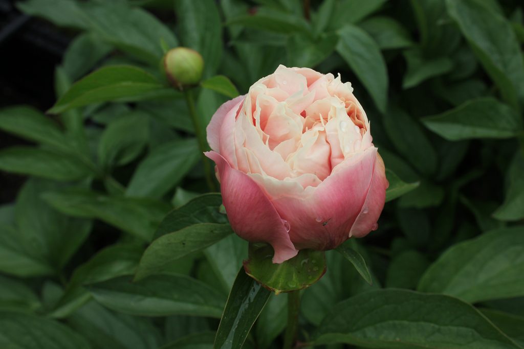 Future Peonies 201325024