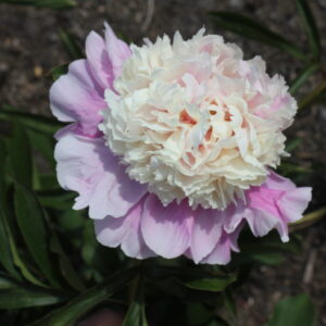 DIV1040 Future Peonies - Image 5