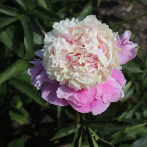 DIV1040 Future Peonies