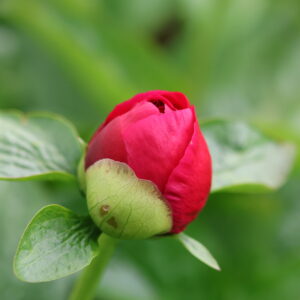 201325012 Future Peonies - Image 6