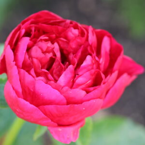 201325012 Future Peonies - Image 4
