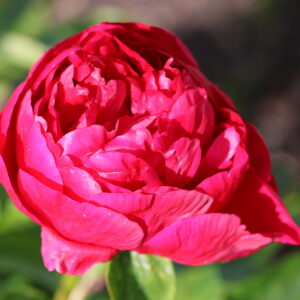 201325012 Future Peonies - Image 3