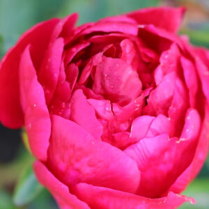 201325012 Future Peonies
