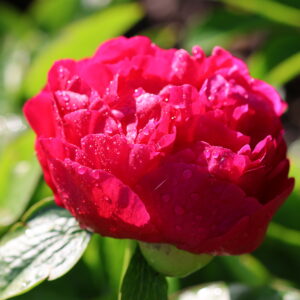 201325012 Future Peonies - Image 5