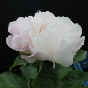 201326001 Future Peonies 17-05-2017