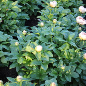 201327018 Future Peonies - Image 4