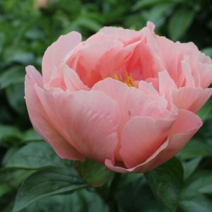 201327018 Future Peonies