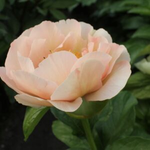 201327018 Future Peonies - Image 3