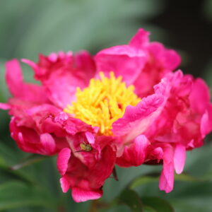 201334005 Future Peonies - Image 3