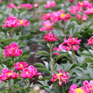 201334005 Future Peonies - Image 6