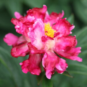 201334005 Future Peonies - Image 5