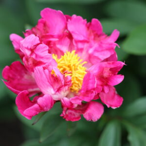 201334005 Future Peonies - Image 4
