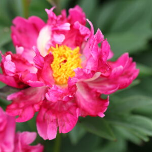 201334005 Future Peonies - Image 2