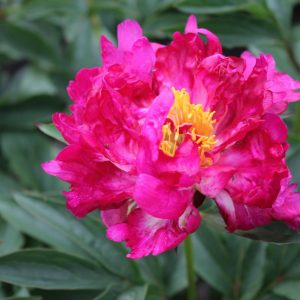 201334005 Future Peonies 2018-05-25