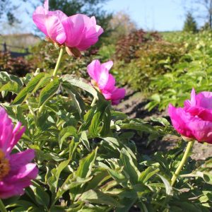 201336002 Future Peonies 2018-05-05