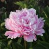 201546019 Future Peonies 17-06-2021