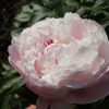 201646051 Future Peonies 16-06-2021