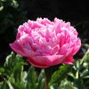 201675030 Future Peonies 16-06-2021