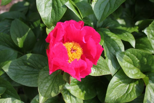 Daily Sunshine - Image 3