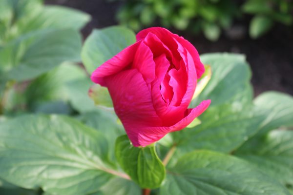 Daily Sunshine - Image 6