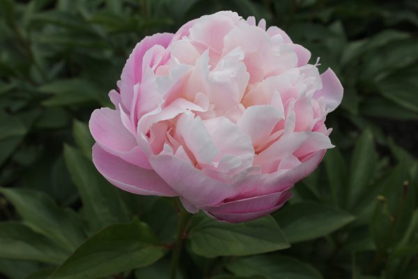 Dreamline - Image 8