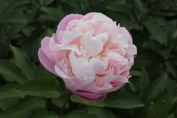 Dreamline - Image 10