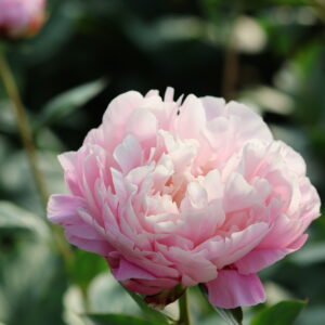 Dreamline - Image 8