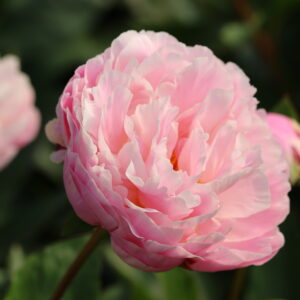 Dreamline - Image 7