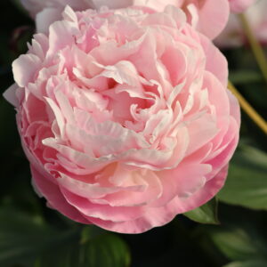 Dreamline - Image 6