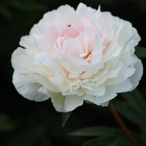 Dutch Queen - Image 10
