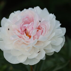 Dutch Queen - Image 8
