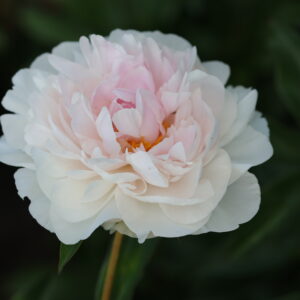 Dutch Queen - Image 7