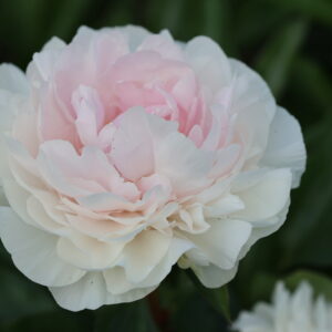 Dutch Queen - Image 6