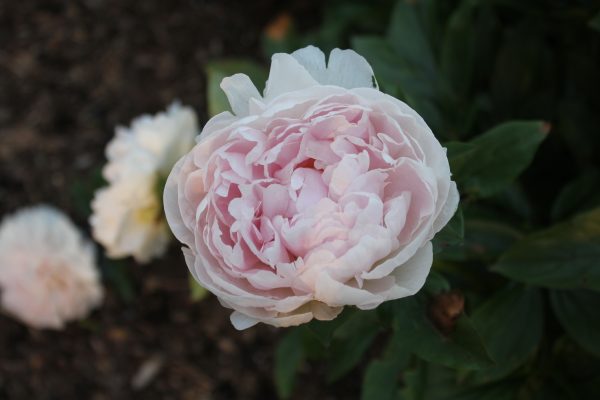 Dutch Queen - Image 7