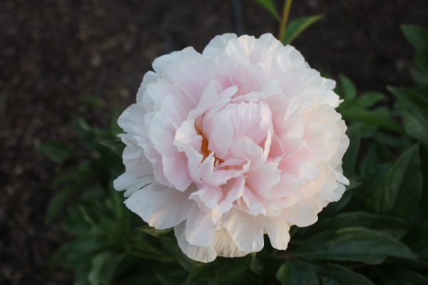 Dutch Queen - Image 8