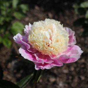 DIV1040 Future Peonies - Image 6