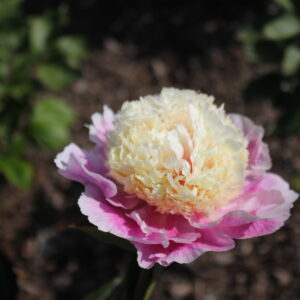DIV1040 Future Peonies - Image 4