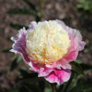 DIV1040 Future Peonies - Image 2