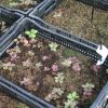 Future Peonies 2019-03-09 Greenhouse seedlings