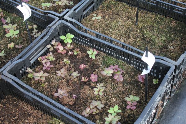 Future Peonies 2019-03-09 Greenhouse seedlings