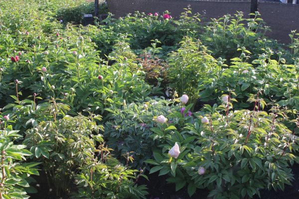 Future Peonies Selection field 11-05-2018