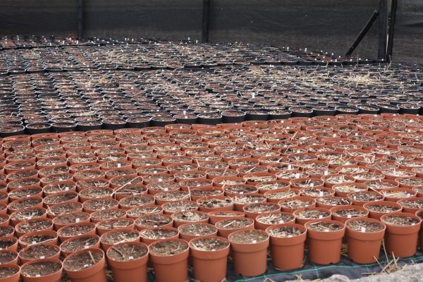 Future Peonies growing in pots 19-04-2015