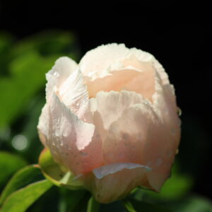 Golddigger - Image 8