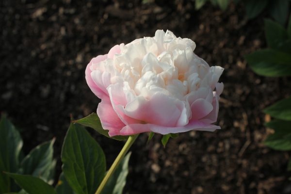 Kirin - Image 9