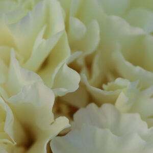 Messiah - Image 7