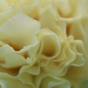 Messiah - Image 6