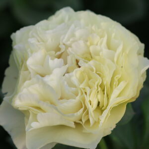Messiah - Image 8
