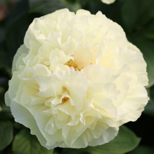 Messiah - Image 4