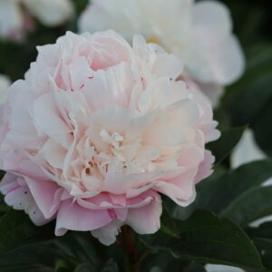 Native Dancer - Image 7