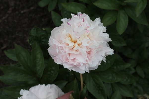 New Day - Image 11